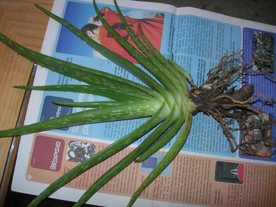 Aloe%20Gariepensis2x.jpg