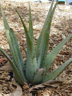 Aloe%20vera%20o%20Aloe%20Barbadense.jpg