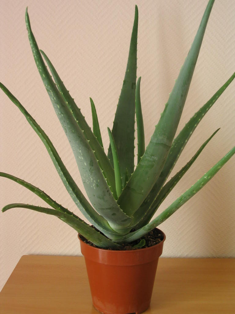 Aloe%2520vera%5B1%5D.jpg