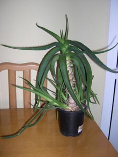 aloe%7E0.jpg
