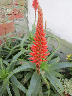 ALOE+ARBORESCENS+%281%29.jpg