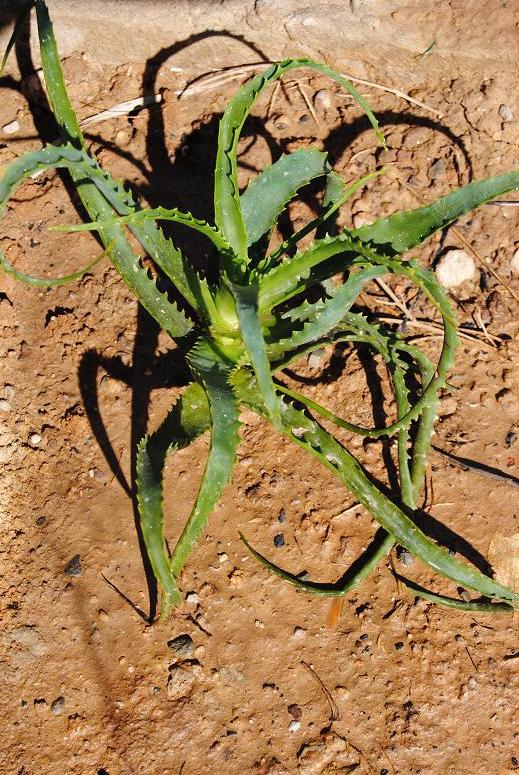 aloe+arborescens.JPG