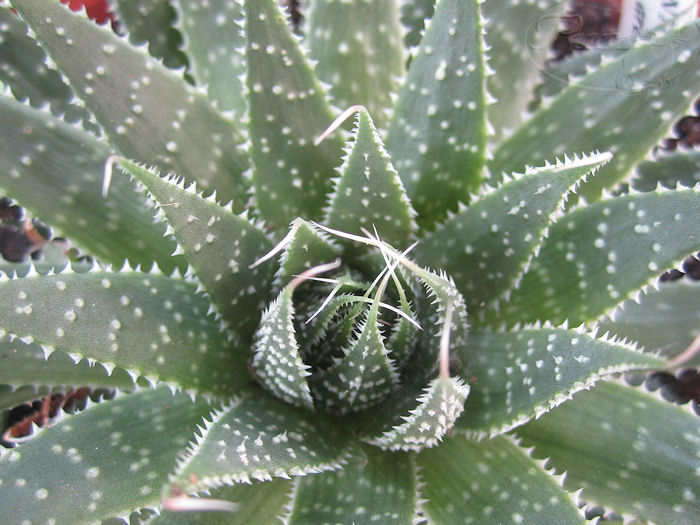 aloe+aristata+26+septiembre+2011+%25281%2529.jpg
