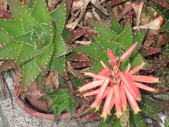 Aloe+aristata+en+flor.jpg