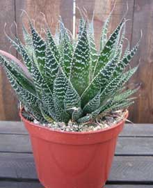 aloe-aristata.jpg