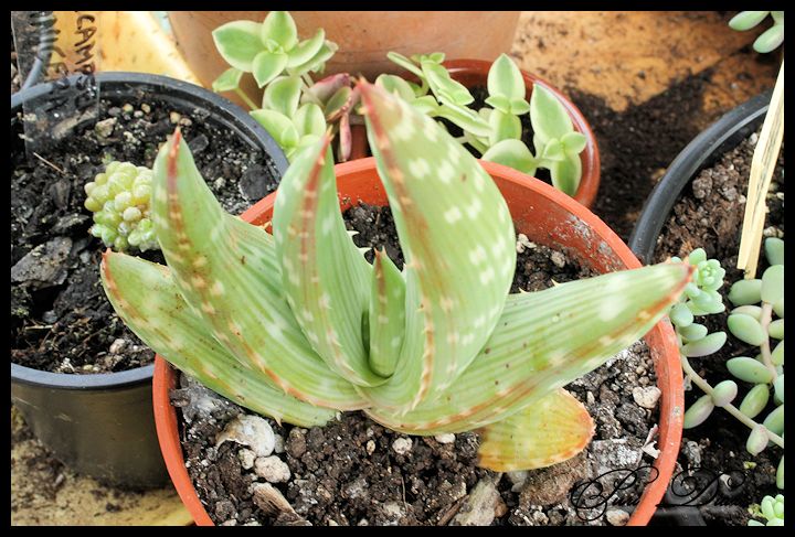 aloe+desconocido+canon+eos+1100d+21+mayo+2012.JPG