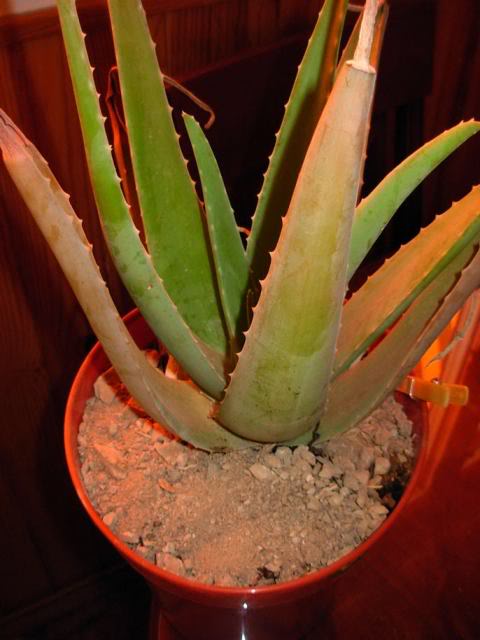 aloe.jpg