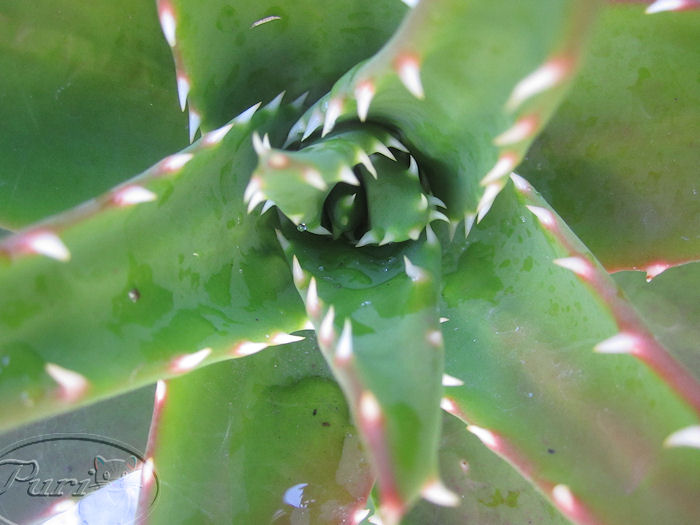 ALOE.jpg