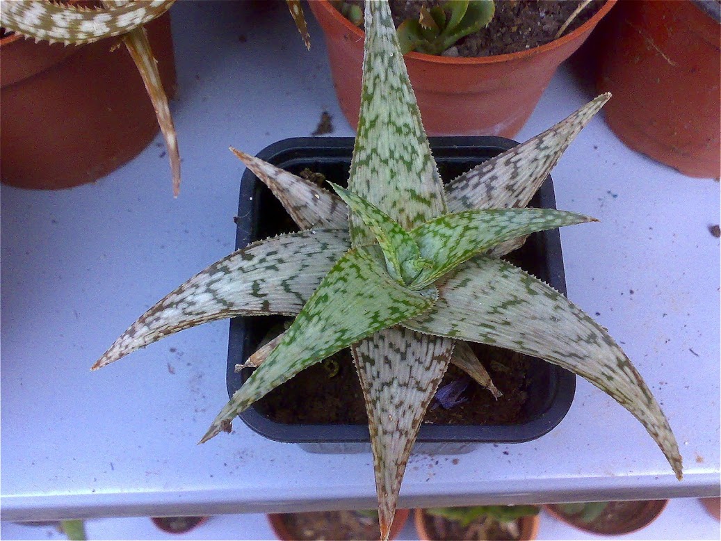 aloe.jpg