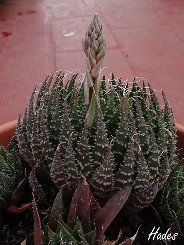 aloe.jpg