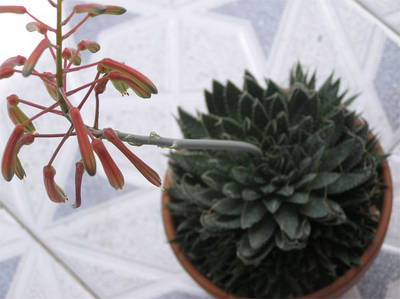 aloe.jpg