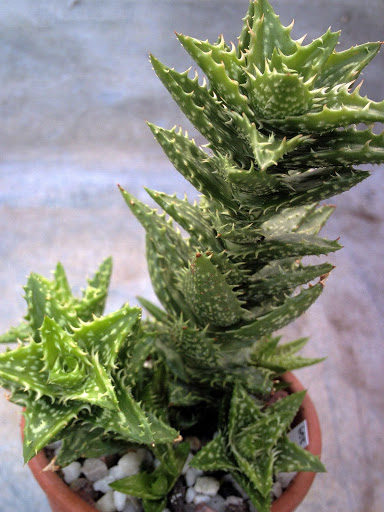 Aloe+juvenna+688+07-09-14.jpg