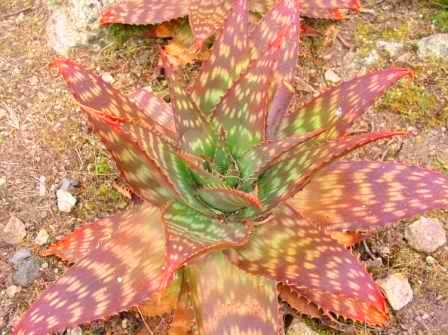 aloe-maculata-ec627.jpg