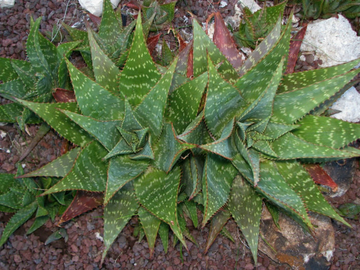 Aloe-maculata-Soap-Aloe4-702x527.jpg