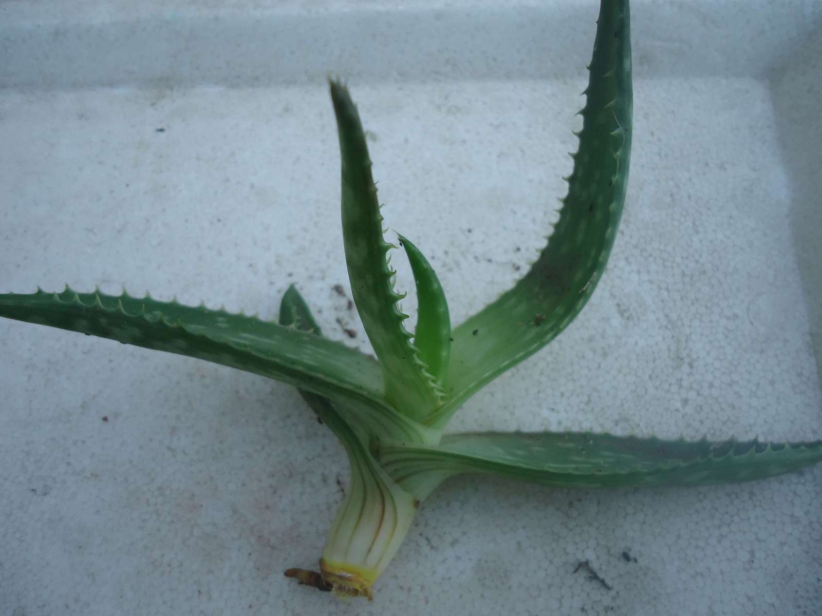 aloe-maculata1.jpg