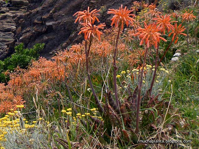 Aloe-maculata_saponaria.jpg