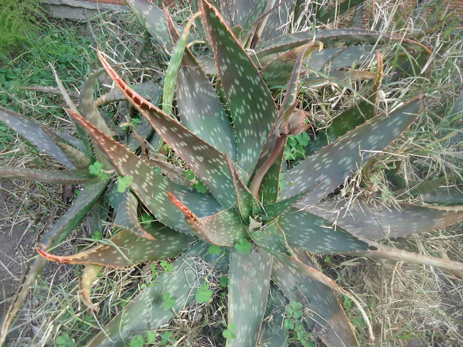 aloe-madre-2.jpg