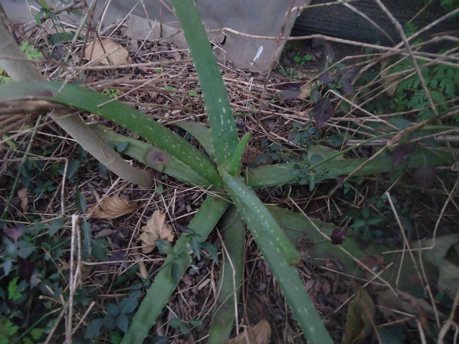 aloe-madre.jpg