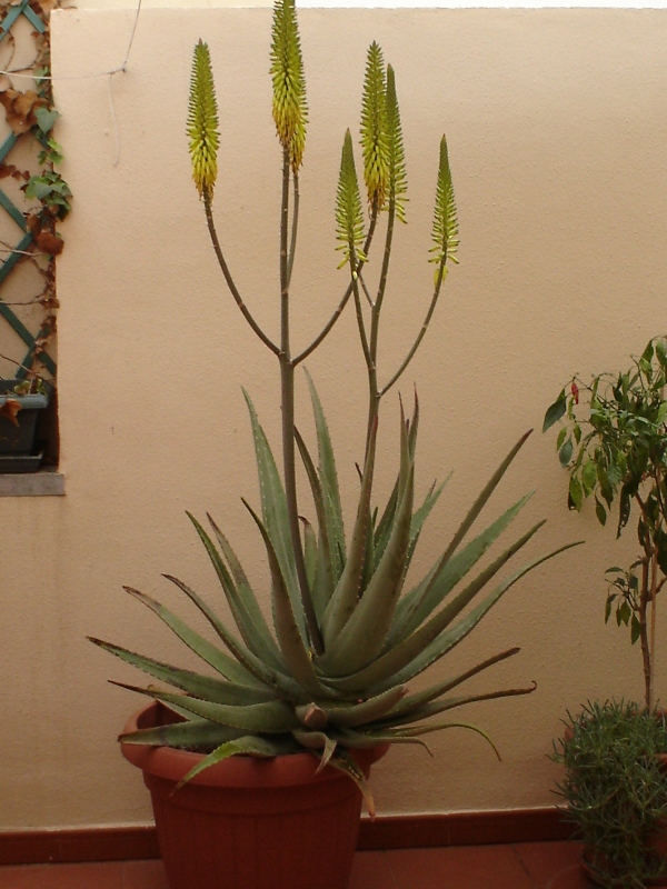 Aloe marzo 2007.jpg