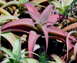 aloe-pink.jpg