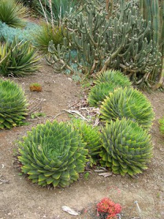 Aloe+polyphylla.jpg