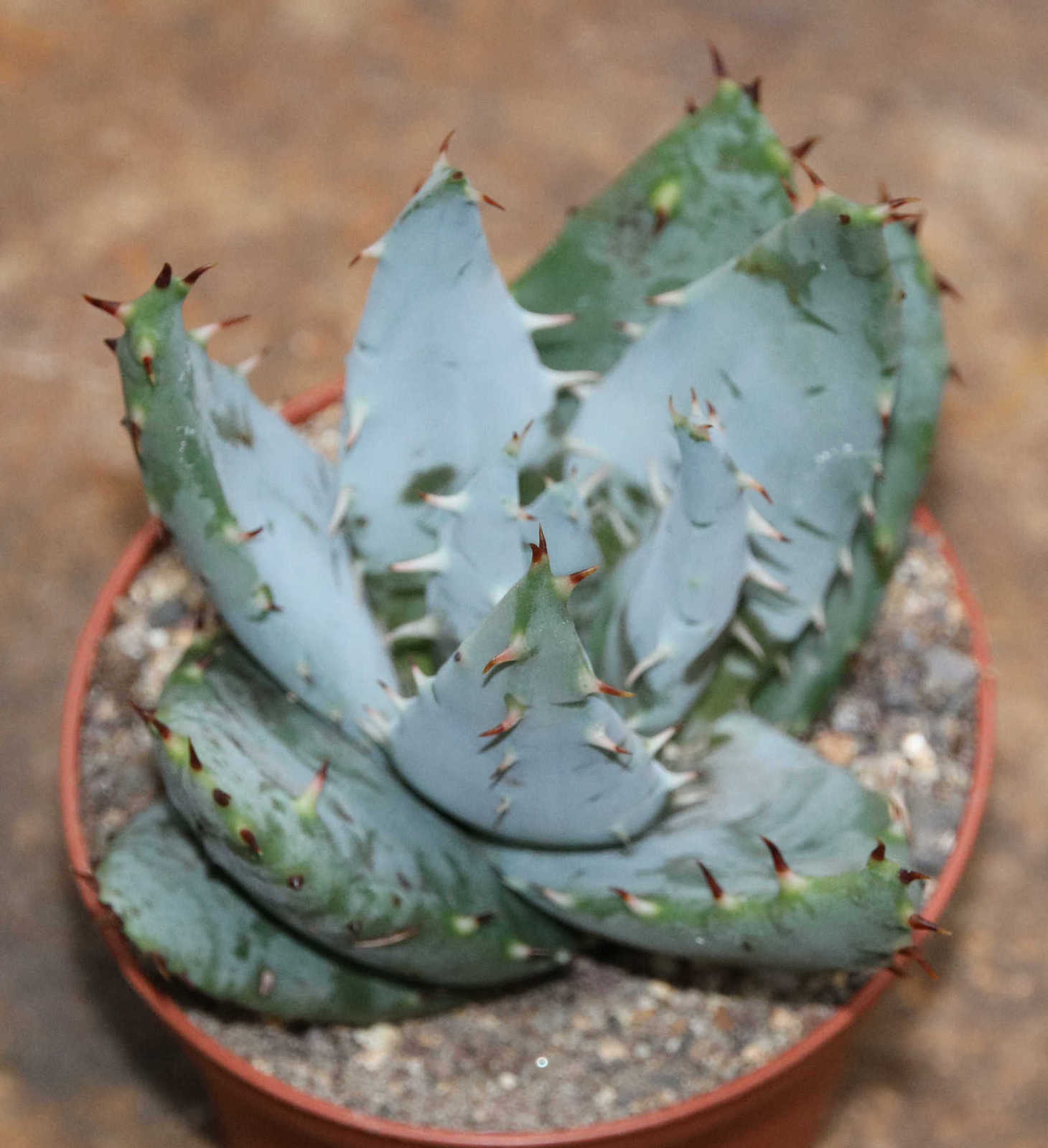 Aloe-spec.jpg