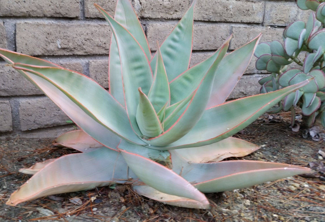 Aloe-striata.jpg
