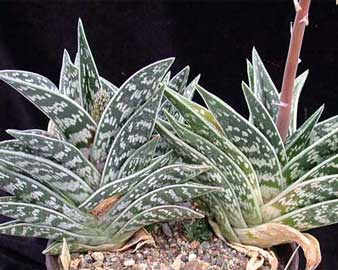 aloe-variegata.jpg