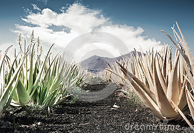 aloe-vera-field-37928365.jpg