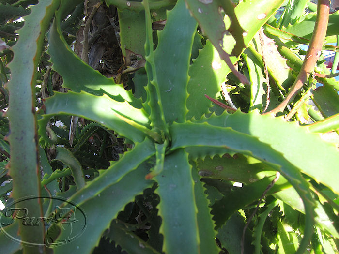 aloe+vera.jpg