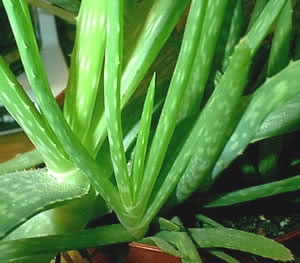 aloe-vera-.jpg