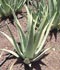aloe-vera.jpg