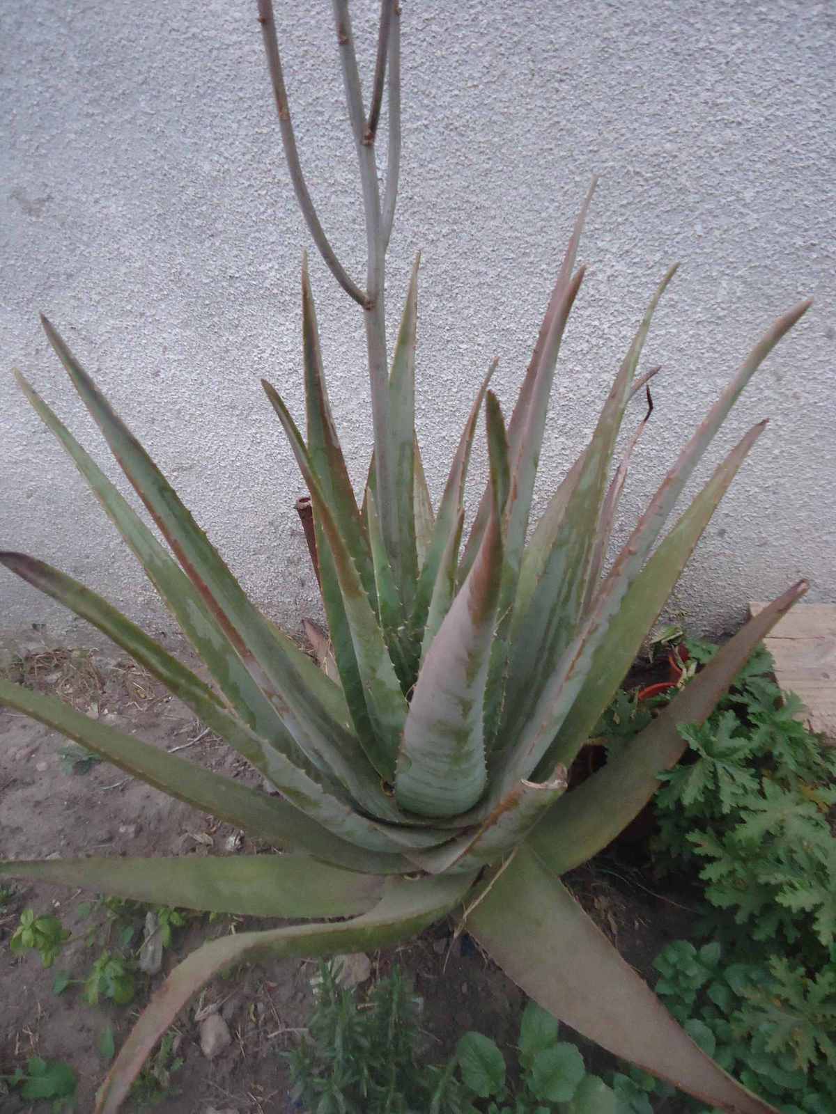 aloe-vera.jpg