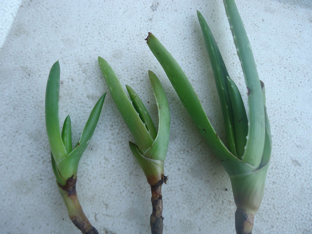 aloe-vera1.jpg
