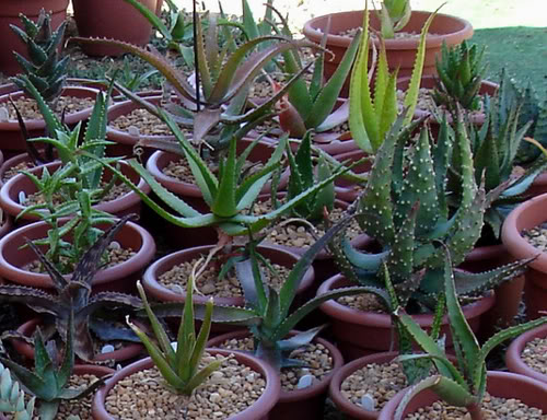 aloe06_2008.jpg