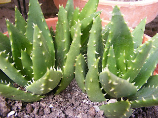 aloe1-.JPG