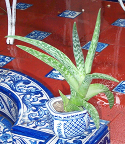 aloe2.jpg