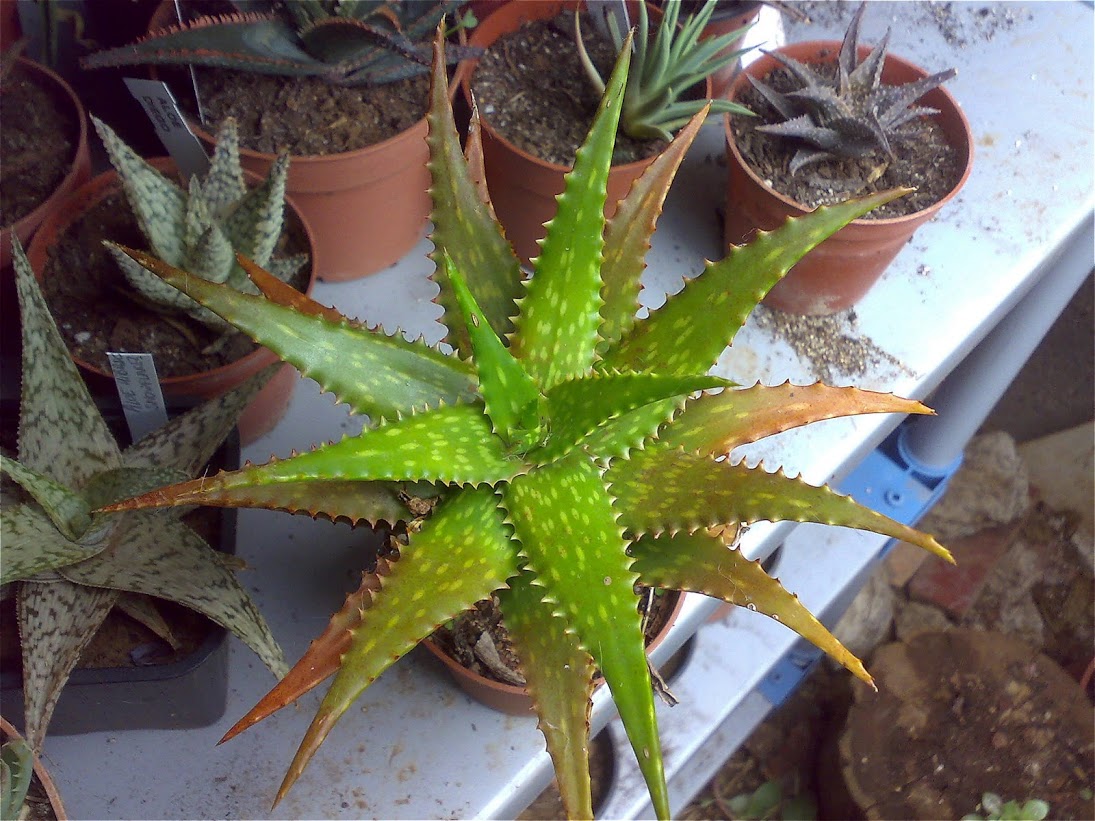 aloe2.jpg