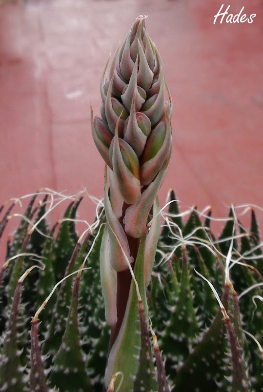 aloe2.jpg