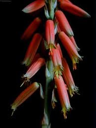 aloe2-.jpg