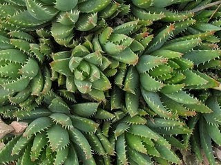 aloe3-.jpg