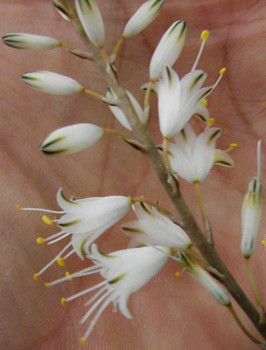 aloe5.jpg