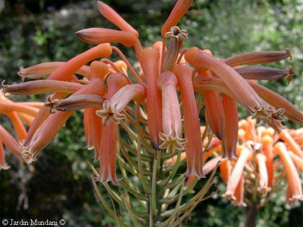 aloe7.jpg