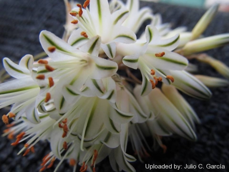 Aloe_albiflora_19935_l.jpg