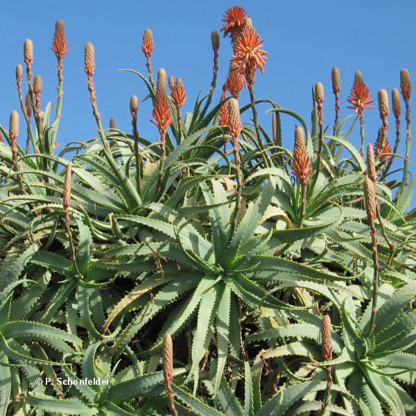 Aloe_arborescens.jpg