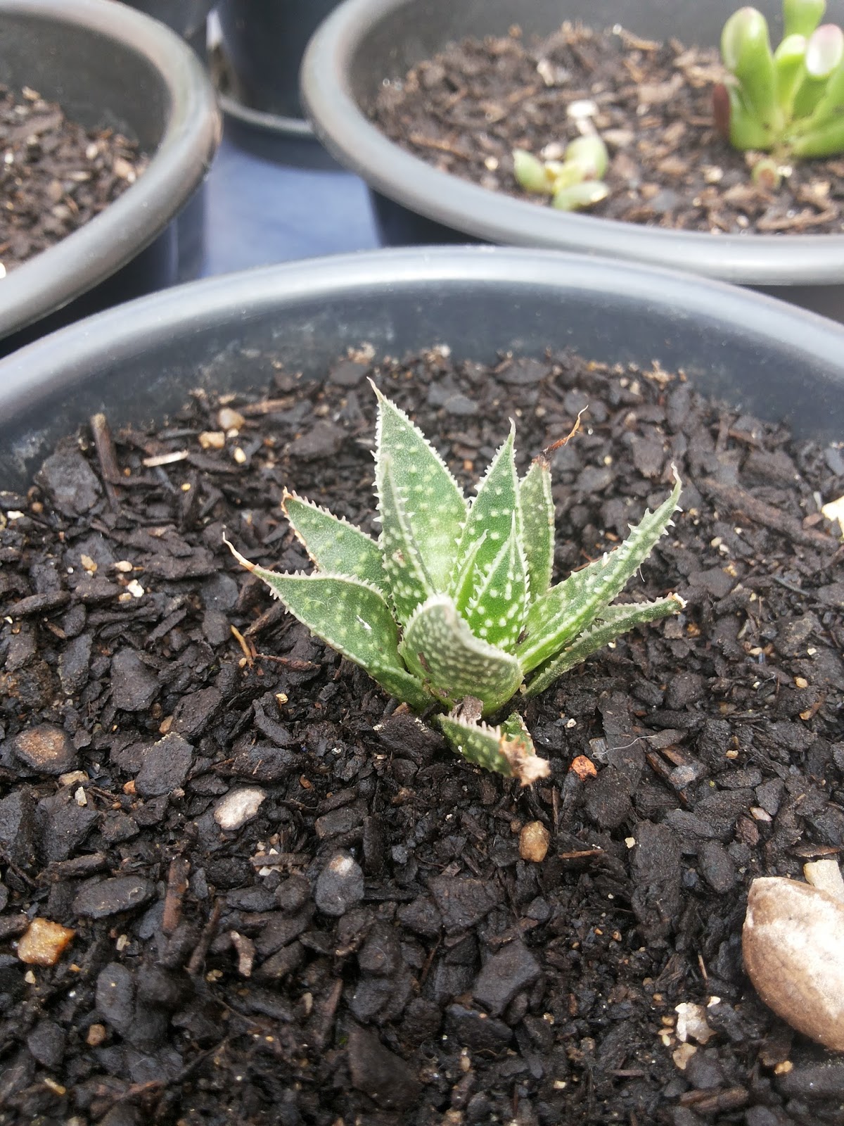 aloe_aristata_03.jpg