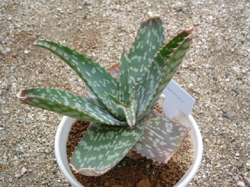 aloe_brandraaiensis.jpg