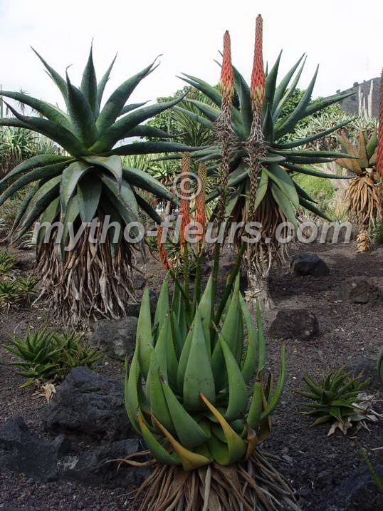 aloe_comosa_2_las_palmas_jb-g-cana.jpg