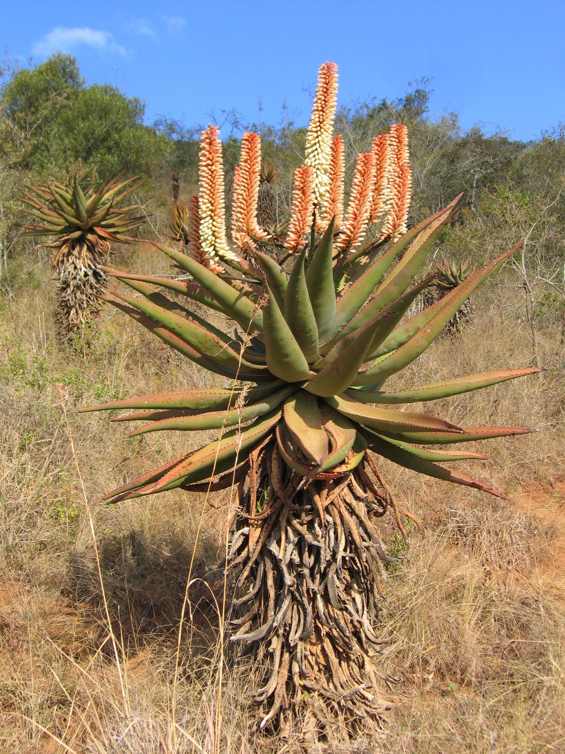 Aloe_ferox5_near_Mpunzi_Drift.jpg