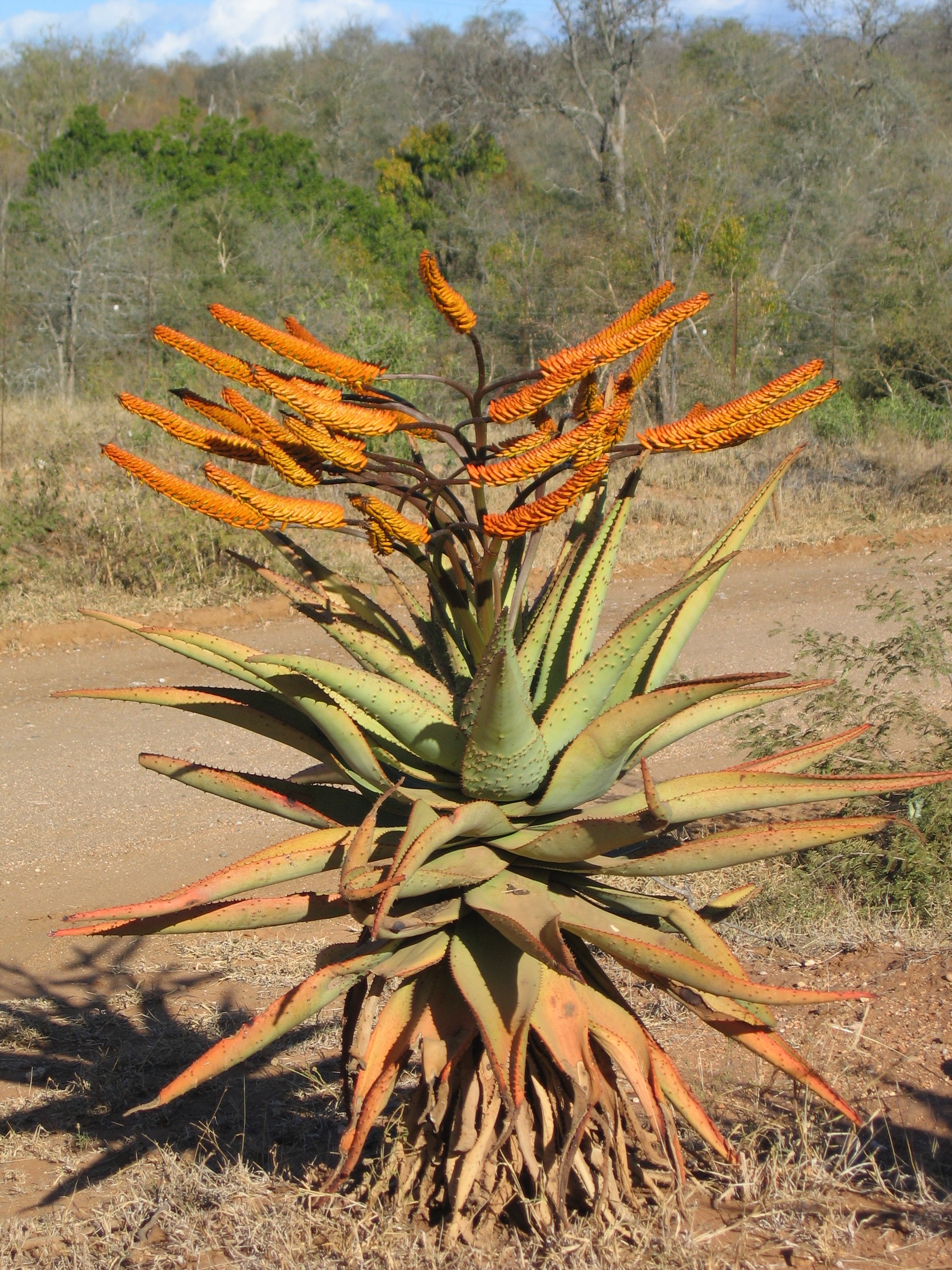 Aloe_marlothii1E_of_Edini_Game_Reserve.jpg